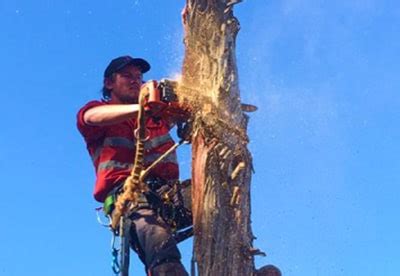 toowoomba tree loppers|LRB Tree Services // Your Expert Arborist Team.